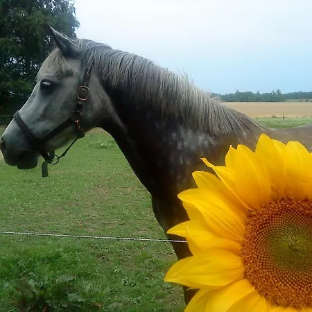 Oster Vaaen B&B 2*